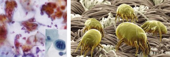 ����˯�ߣ�ه��Violet���C(j��)�Ҽ�