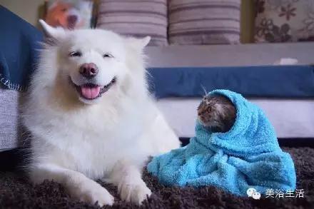 ��ԡ���ë�����Ԍ�����ë��Ҳ�����v����