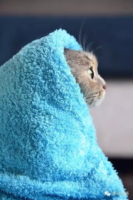 ��ԡ���ë�����Ԍ�����ë��Ҳ�����v����