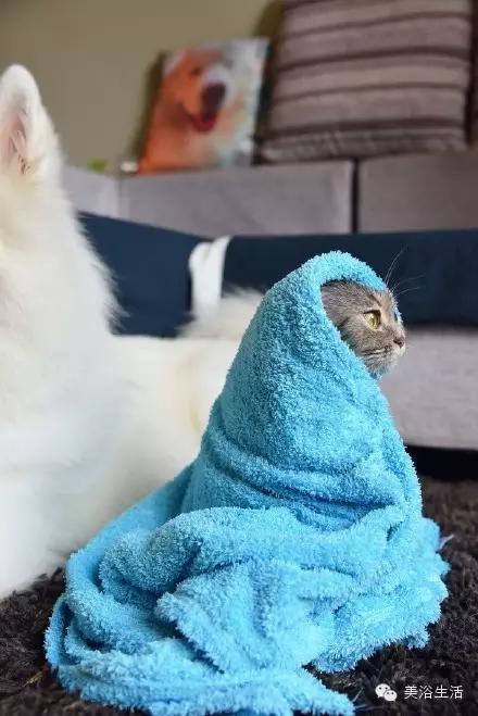 ��ԡ���ë�����Ԍ�����ë��Ҳ�����v����