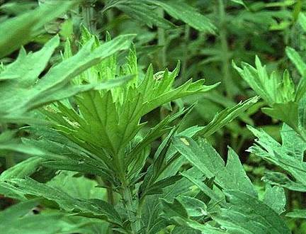 今夏居家、饋贈(zèng)必選家紡——艾草養(yǎng)生被