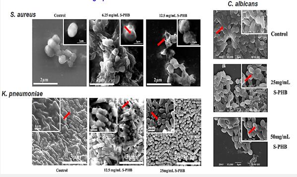 ������V�V��������Ʒ���о����lչڅ��